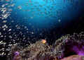 anemonandglassfishes.jpg (76551 bytes)