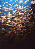 glassfish.jpg (77896 bytes)